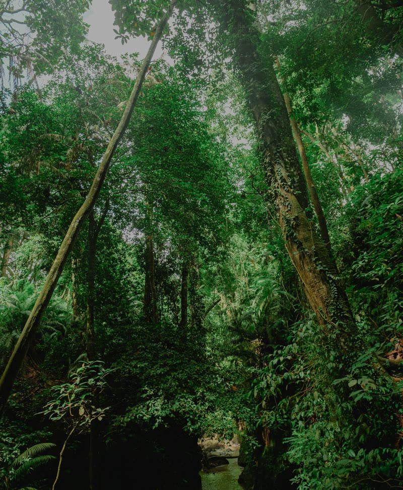 Lush rainforest surrounding a stream