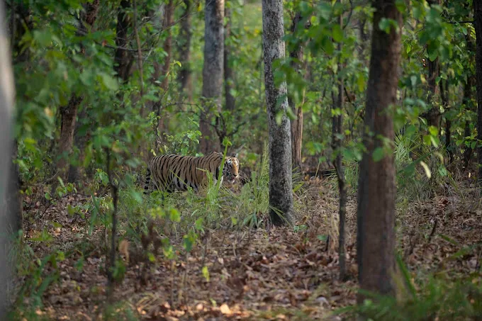 Aranyak Resort Kanha — property photograph 2