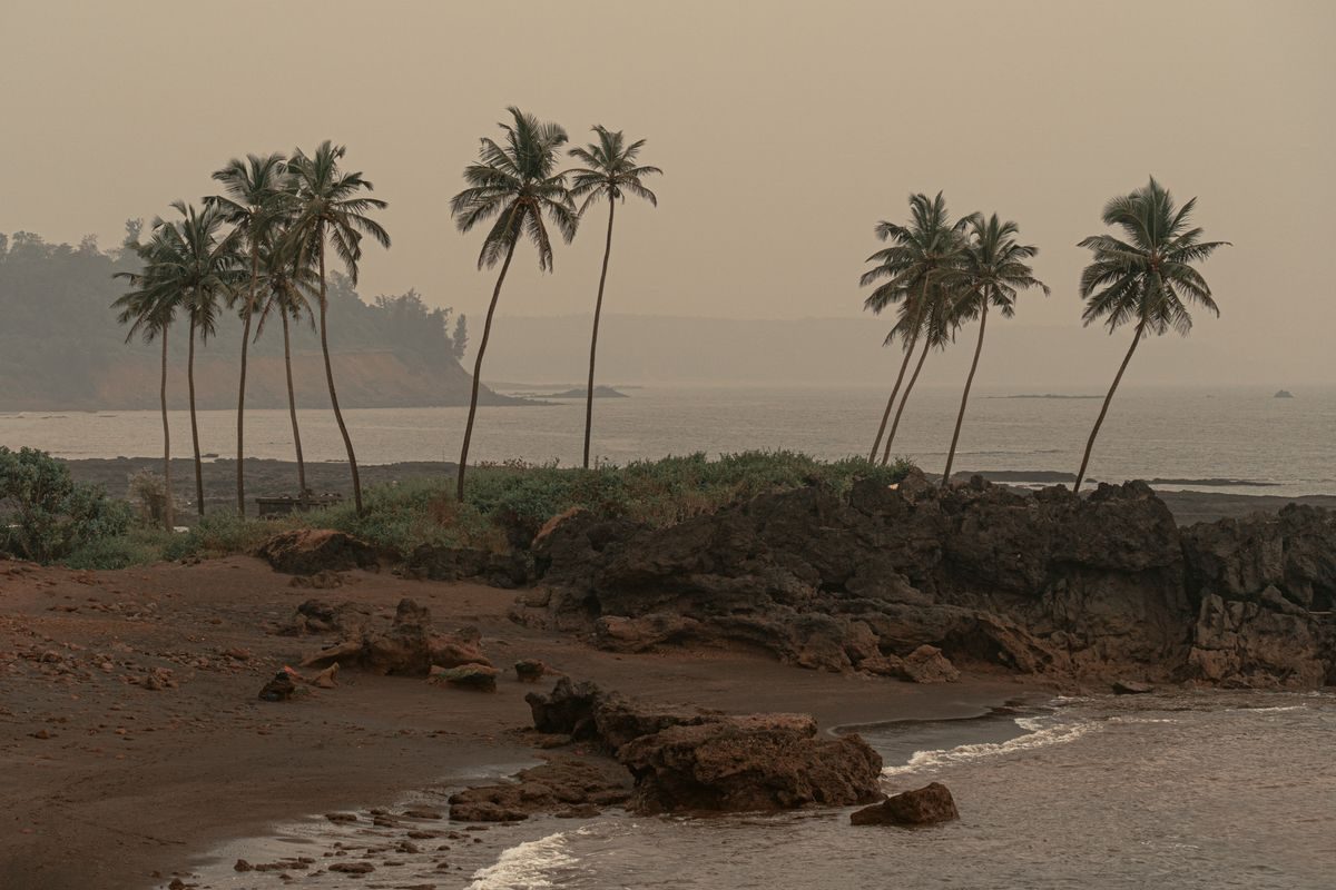 Palm trees above a rocky coastline in Goa at dusk