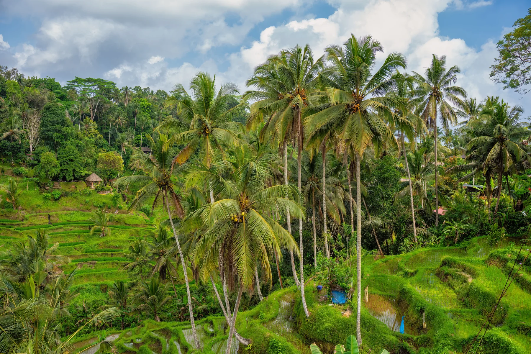 Layers of Bali rice terraces with palms and lush green foliage