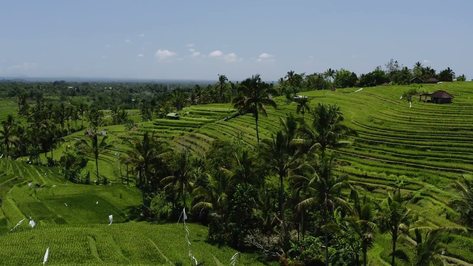Aerial view of green rice terraces and palm trees in Bali.