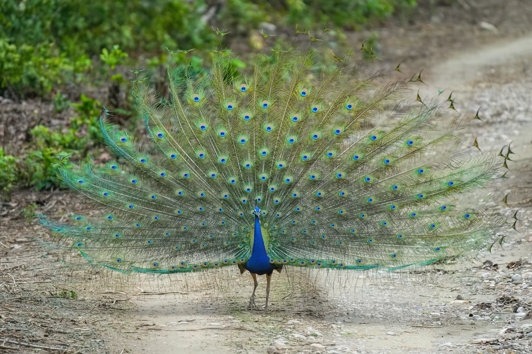 An Indian peafowl in Jim Corbett National Park.