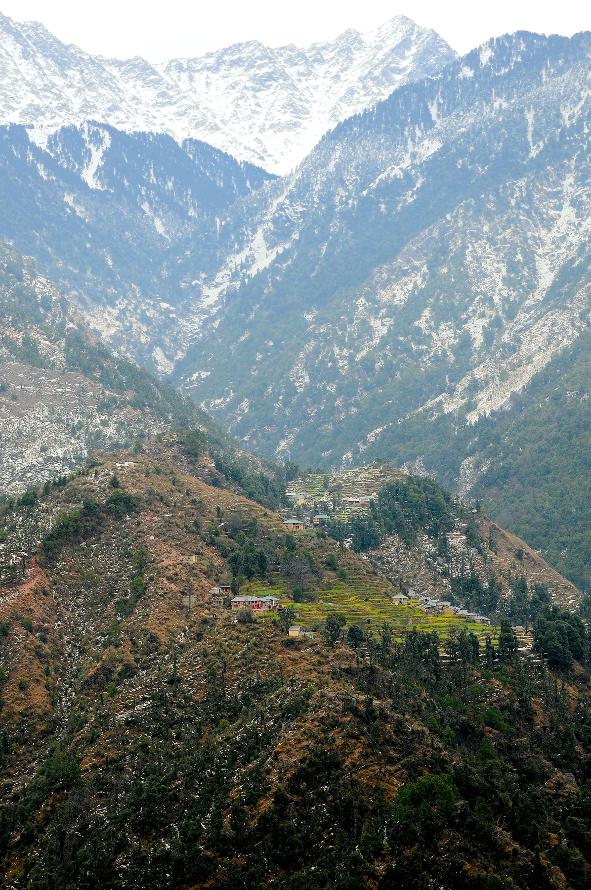 Snow-capped mountains and forested hills around Manali.